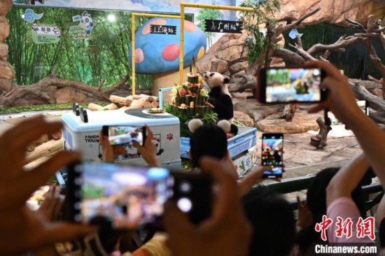 三つ子パンダの末っ子でオスの「酷酷」。撮影?陳驥旻