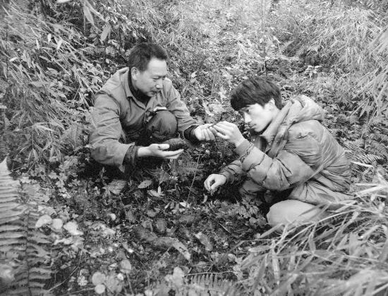 パンダの活動(dòng)の痕跡を見つけて、的確な場(chǎng)所でエサを補(bǔ)給でできるよう、當(dāng)時(shí)のパンダ野外生態(tài)観測(cè)地點(diǎn)「五一棚」の責(zé)任者と一緒にパンダの糞をチェックする胡錦矗氏（左）。撮影?金勖琪