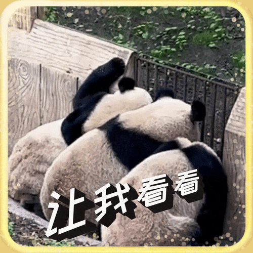 雙雙(シュアンシュアン)、 重重(チョンチョン)、慶慶（チンチン）。居住地：中國重慶市