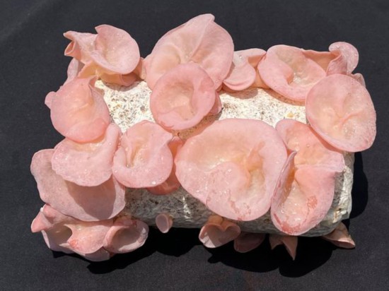 「粉耳1號(hào)」子実體。（撮影?葉雷）